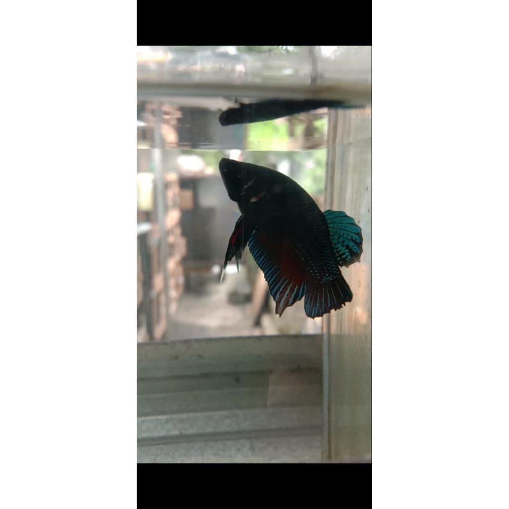 Ikan Cupang Aduan