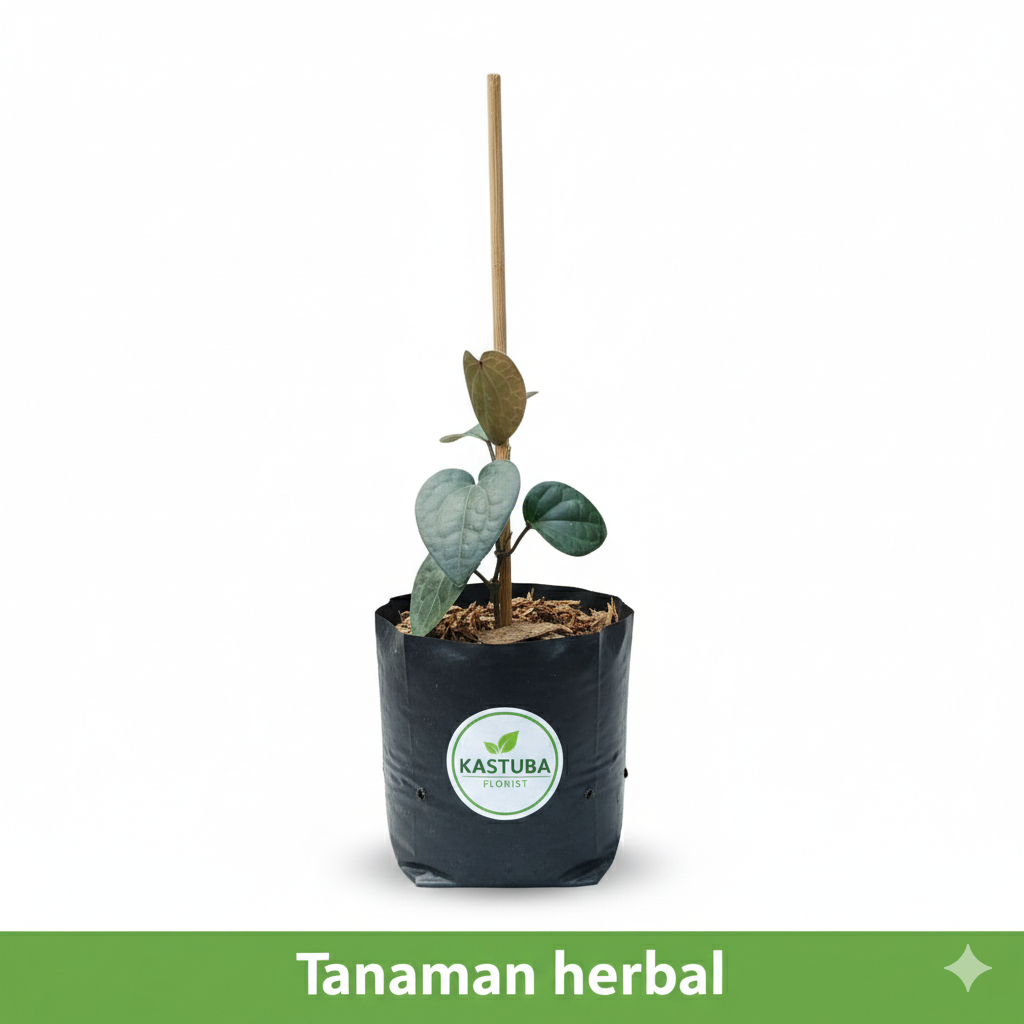 Tanaman Sirih Hitam Asli - Pohon Daun Sirih Hitam Herbal - Tanaman Obat Berkualitas