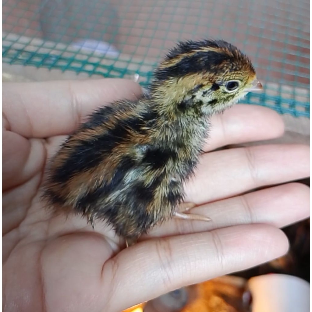 telur puyuh fertil (peksi)