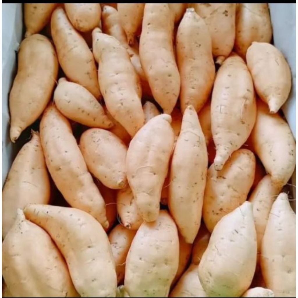 UBI CILEMBU MANIS 1 KG telo madu/ubi madu/ketela madu/ubi biasa(tergantung stok) yang penting manis