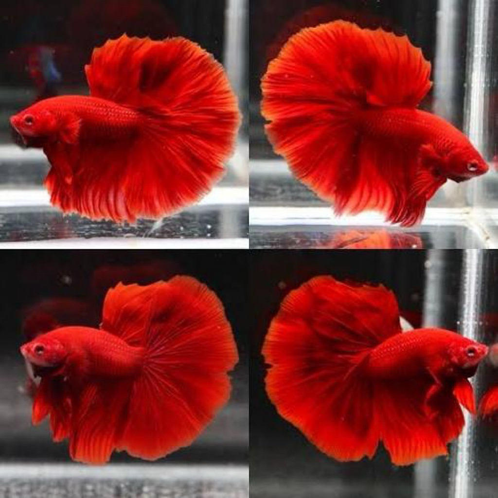 kebutuhan aquarium cupang super red sepasang