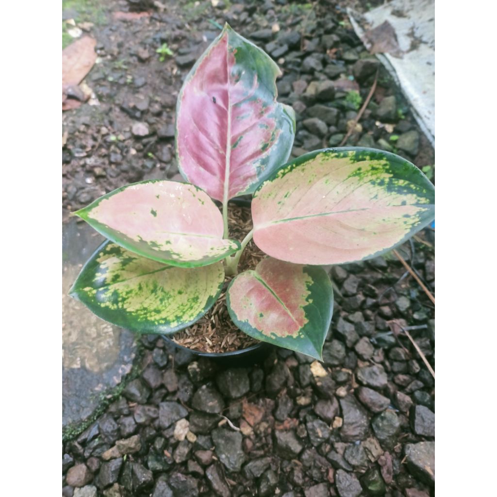 aglonema sultan Brunei-alonema Sb-aglonema koleksi-aglonema murah