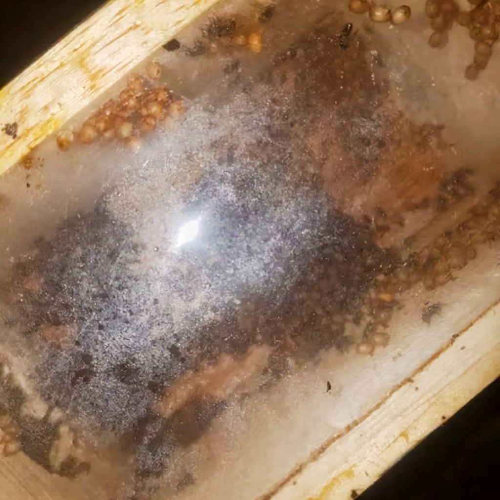 Bibit Lebah Klanceng Trigona Leaviceps AKTIF / SUPER / ULTRA Dengan Kotak Stup Ukuran KECIL / BESAR