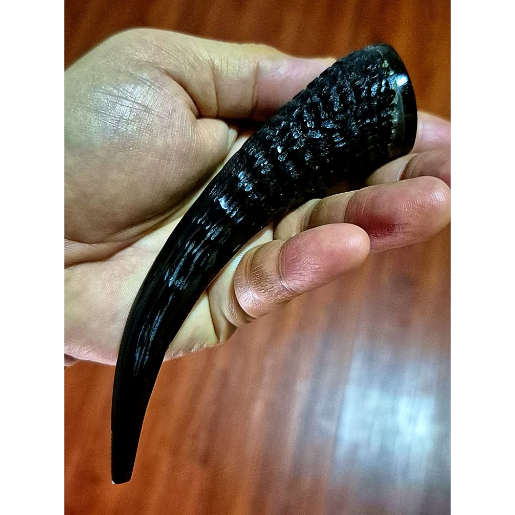 Once pipa  tanduk kamhut jumbo tebal