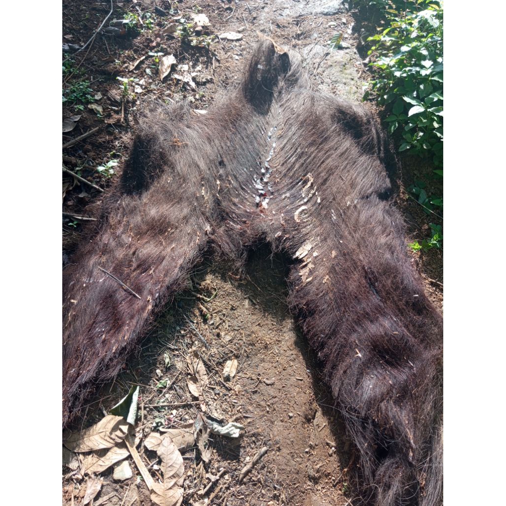 ijuk 1 kakab besar untuk atap (gazebo) siap pakai