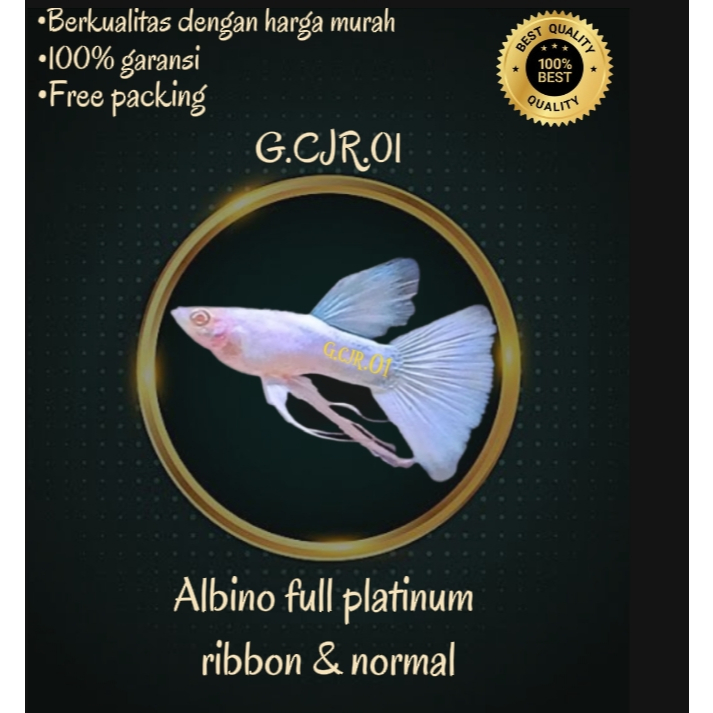 Soliter Background Albino full platinum ribbon & normal