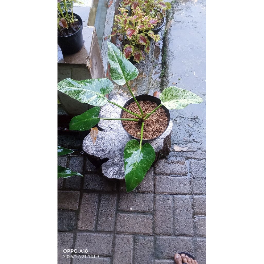 MURAHPHILO MARBEL VARIGATA