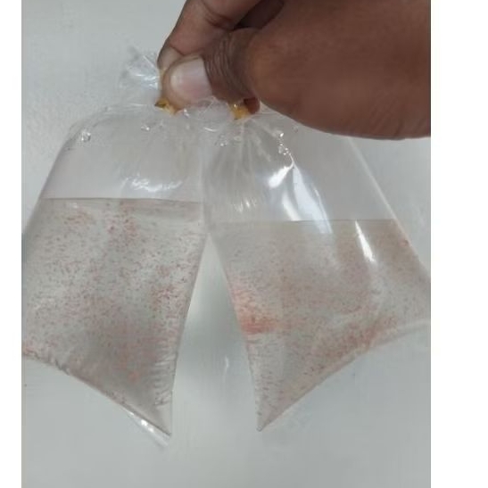 stater kutu air moina macrocopa / kutu air thailand