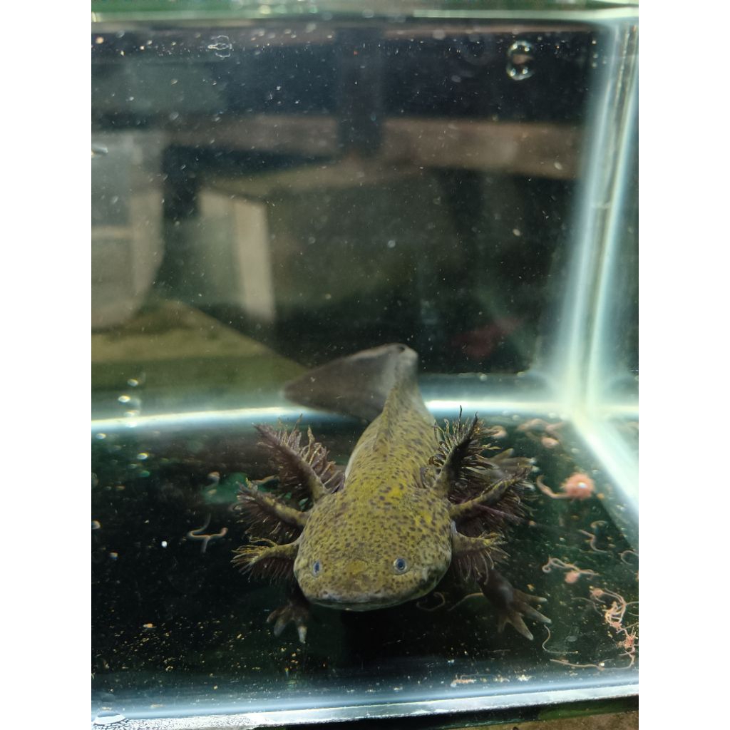 miniatur aquarium, Axolotl marble 13-14 cm ,ikan hias