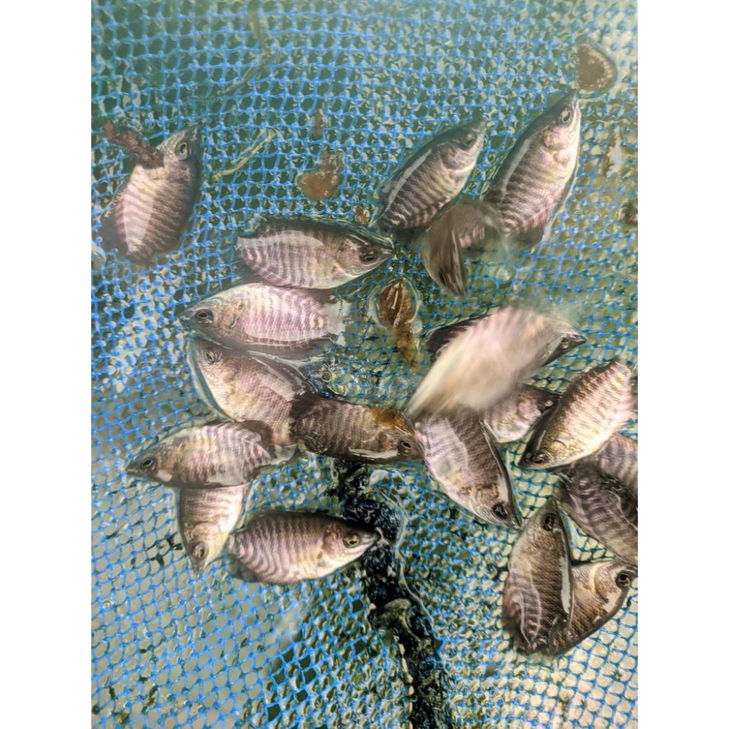 bibit gurame soang ukuran jempol ngorek