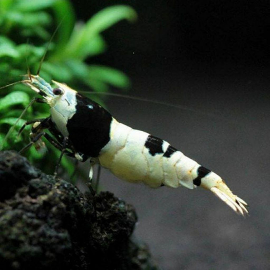 Hiasan aquarium Black Bee,black neo caridina, Cristal black udang hias aQuascape