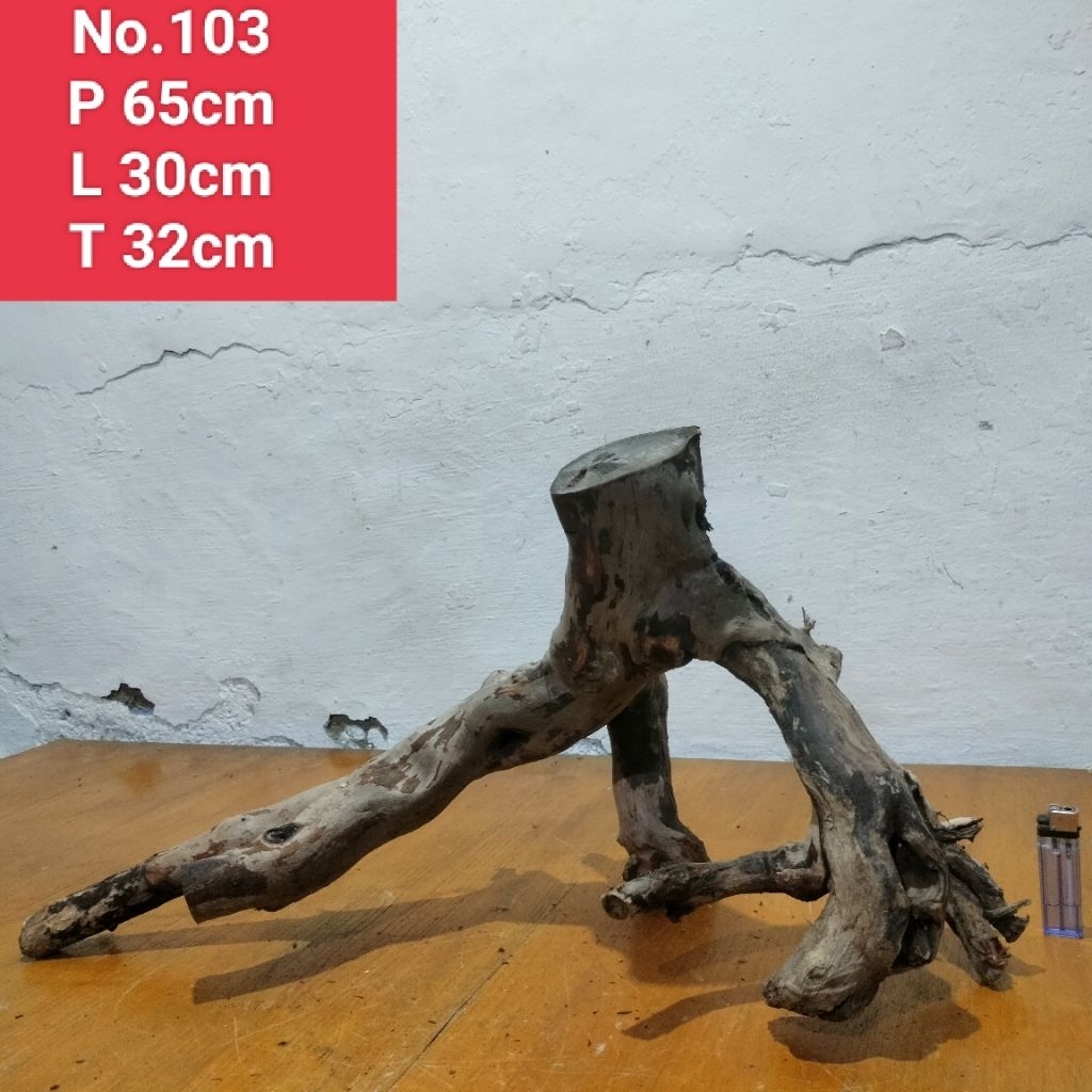 bonggol Akar santigi laut dekorasi aquascape akuarium 103