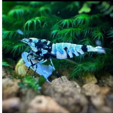hiasan aquarium Black Hinomaru jenis caridina udang hias aQuascape
