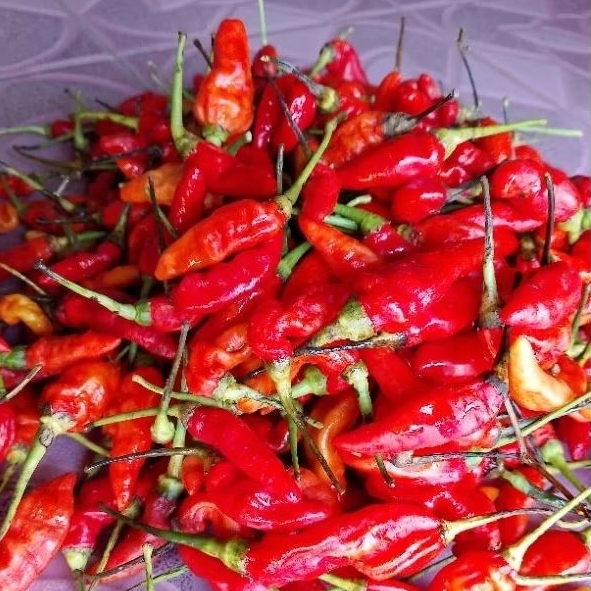 Cabai Rawit Fresh/Cabai Lokal kualitas terbaik