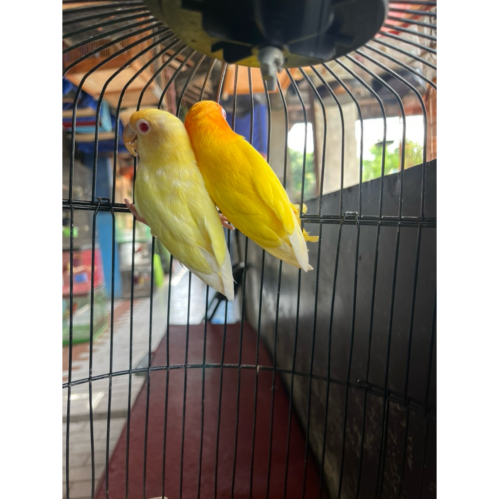 Burung Lovebird Lutino x Creamino MM Sepasang