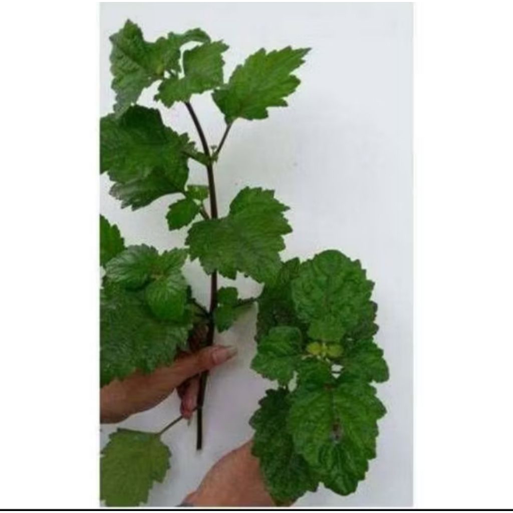 daun nilam segar 1kg