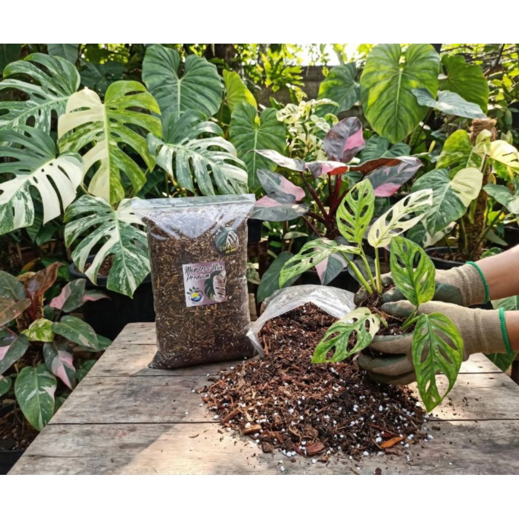 Media Tanam POROUS  AROID VARIGATA Kualitas Premium 1KG Siap Pakai