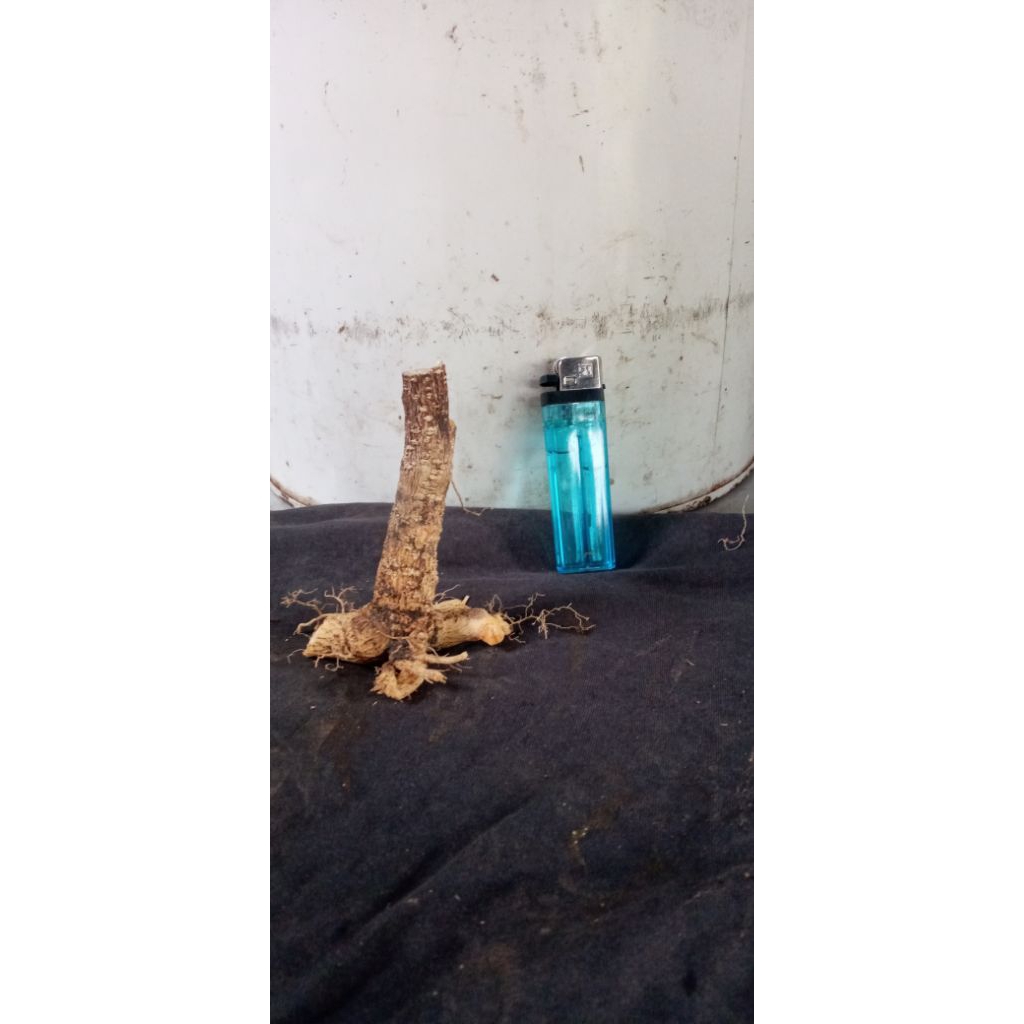 Bahan Bonsai Sakura Mikro