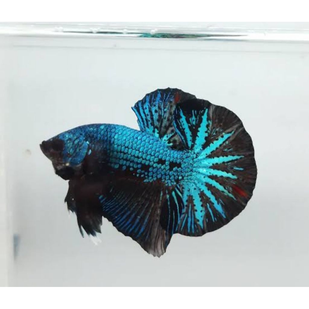 Ikan Cupang Bagan Aduan Super M++ - Petarung Agresif, Mental Tangguh, Siap Adu