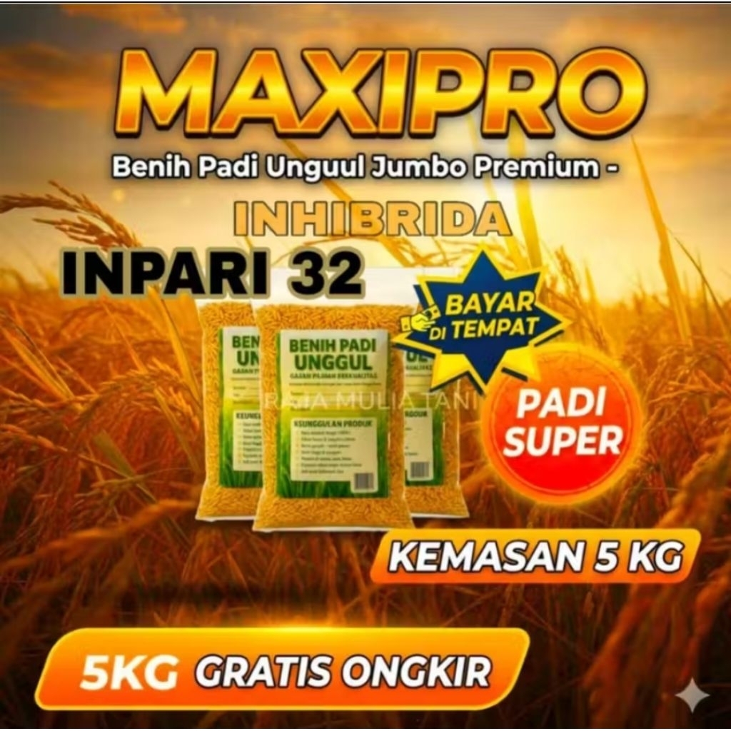 BENIH PADI MAXIPRO INPARI 32 SUPER UNGGUL JUMBO BERKUALITAS