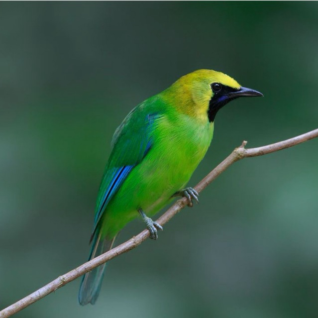 Burung Cucak Ranting Jantan Rawatan