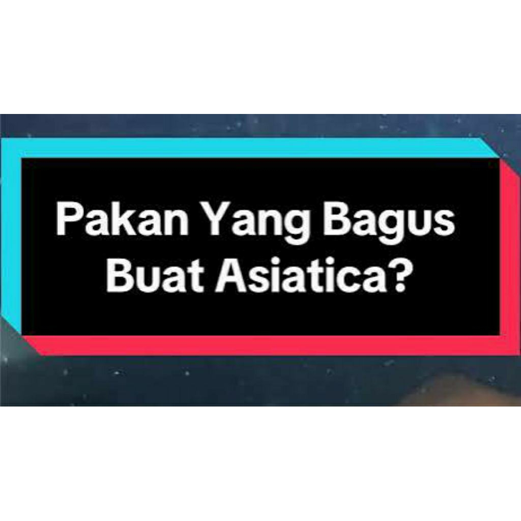 PELET KHUSUS CHANNA MARU & ASIATICA WS 100ml