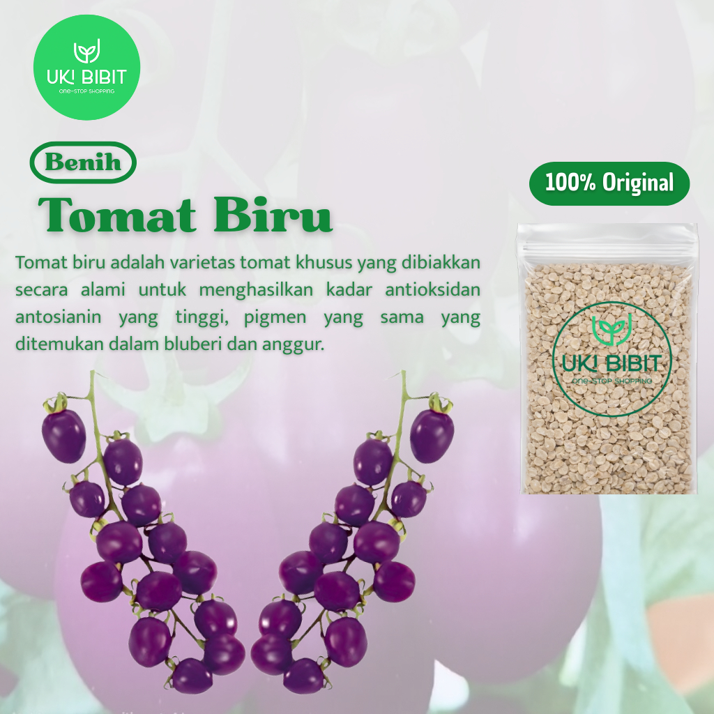 ( 10 Butir ) Benih Biji Tomat | Tomat Biru | Tomat Hitam
