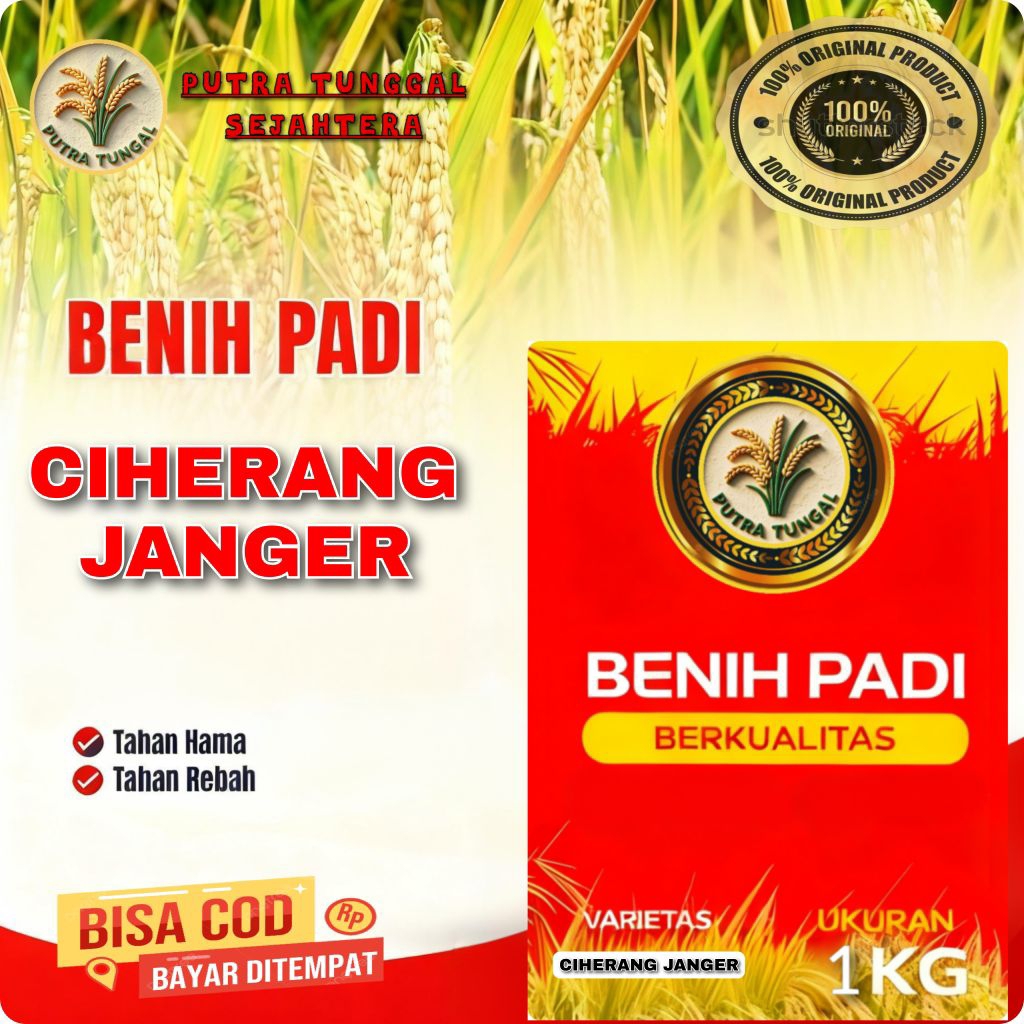 (1KG) Benih Padi CIHERANG JANGER Bibit Padi Super unggul kualitas super