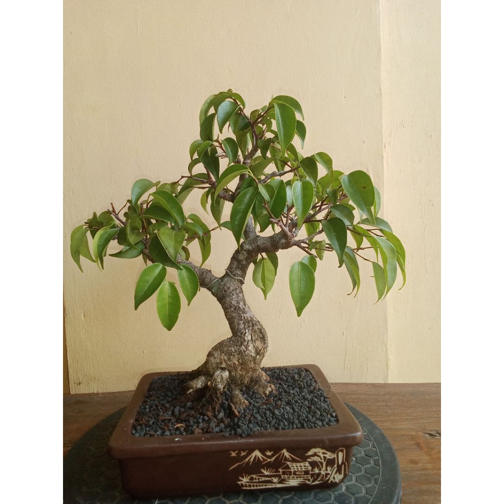 Bonsai mini Beringin Lokal(Benjamina)