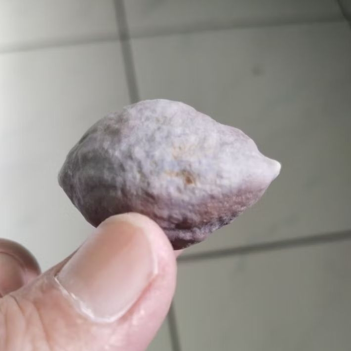 Kemiri Adu Muncang Adu Pedang ZT Ori Tua Jatuhan