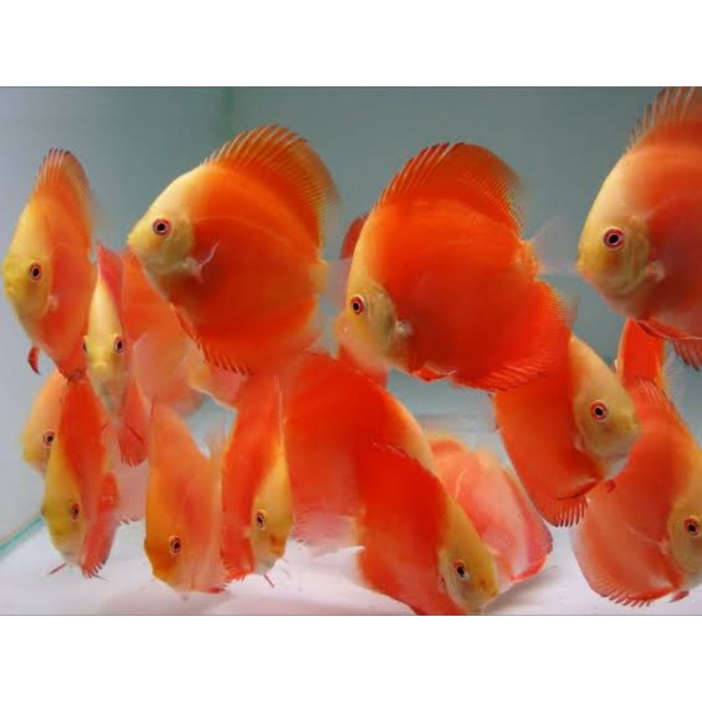 Ikan Hias Akuarium Discus Red Melon 3 in Up