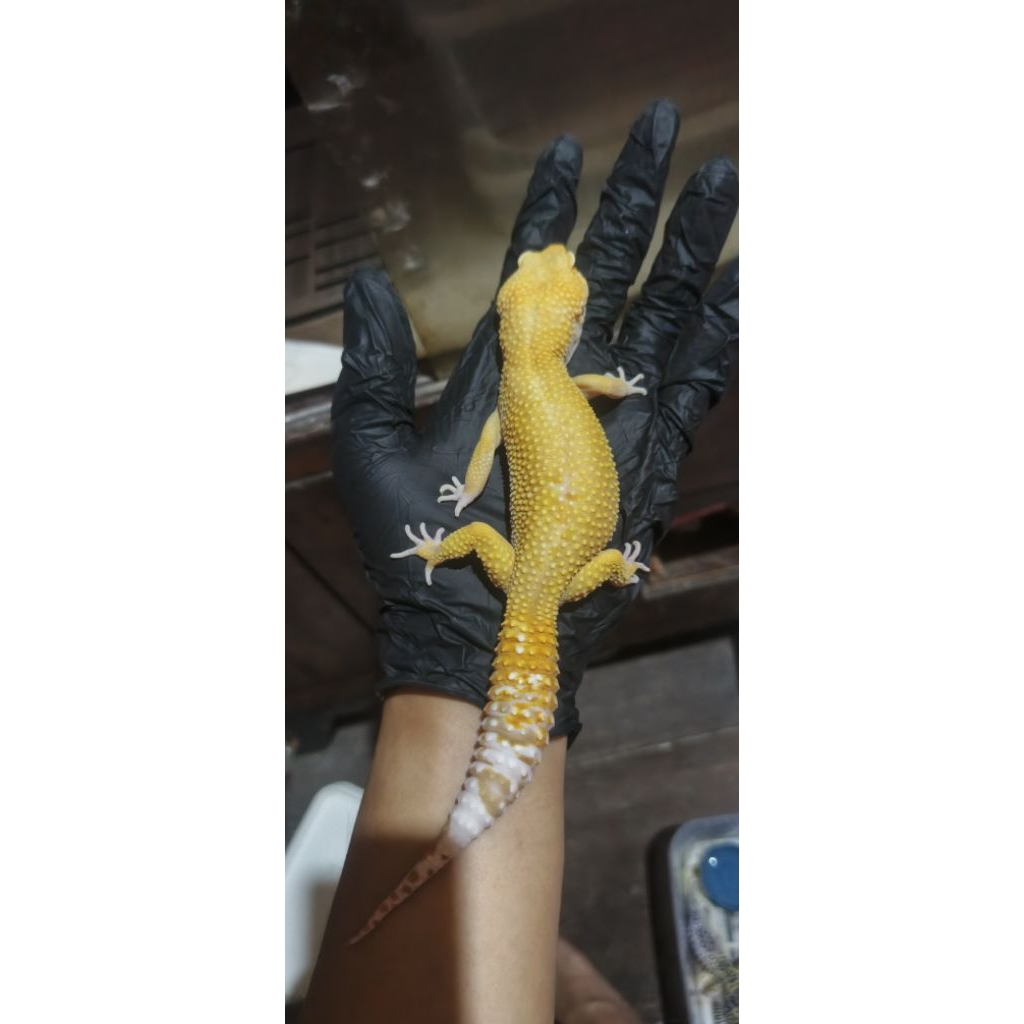 Mainan anak Gecko Giant super besar Male adult