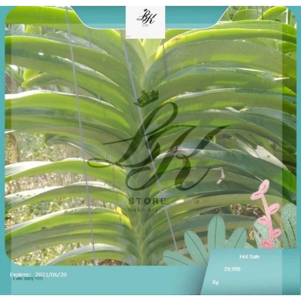 Anggrek vanda anggrek vanda ori LK Store x3