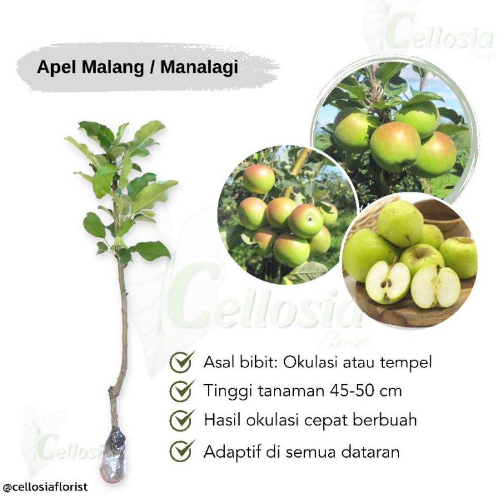 Bibit Apel Malang/Manalagi Batang Besar Kondisi Belum Berbuah