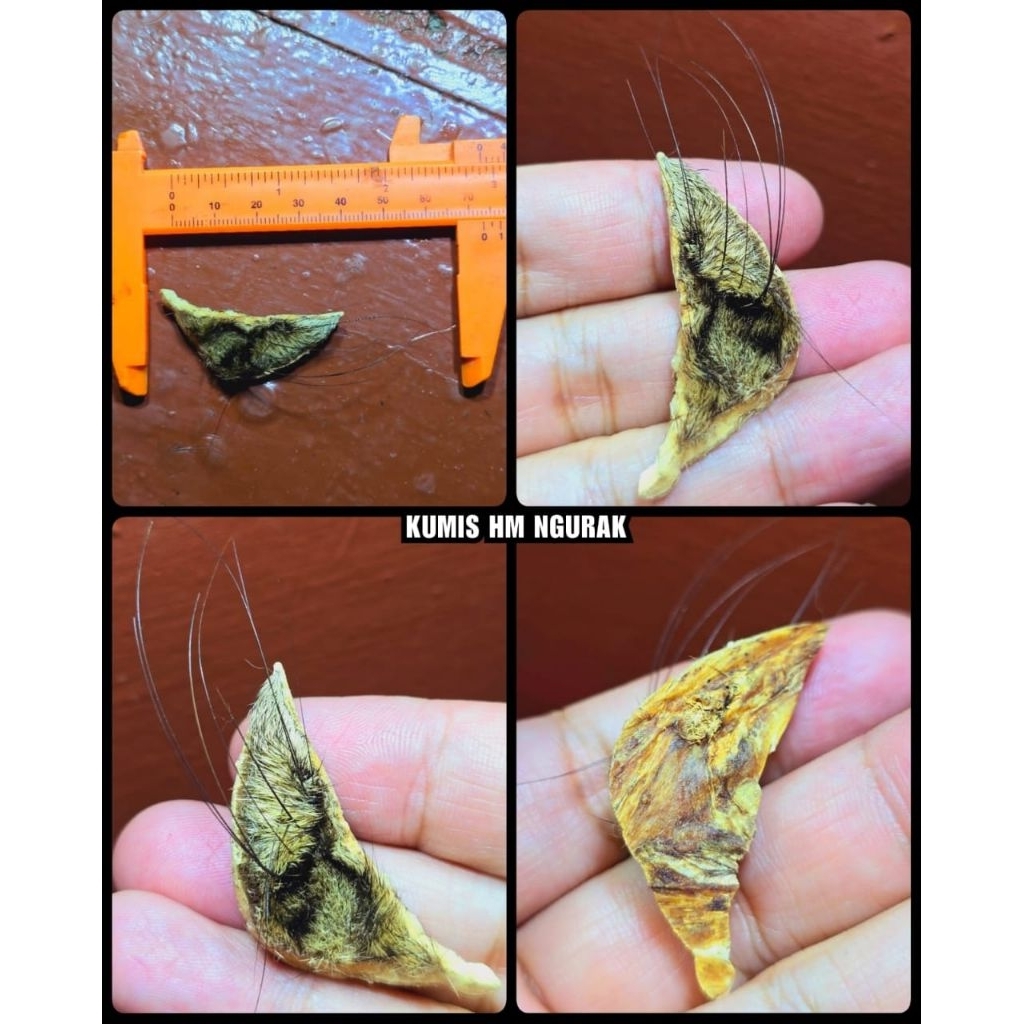 original 100% barang langka dan antik super