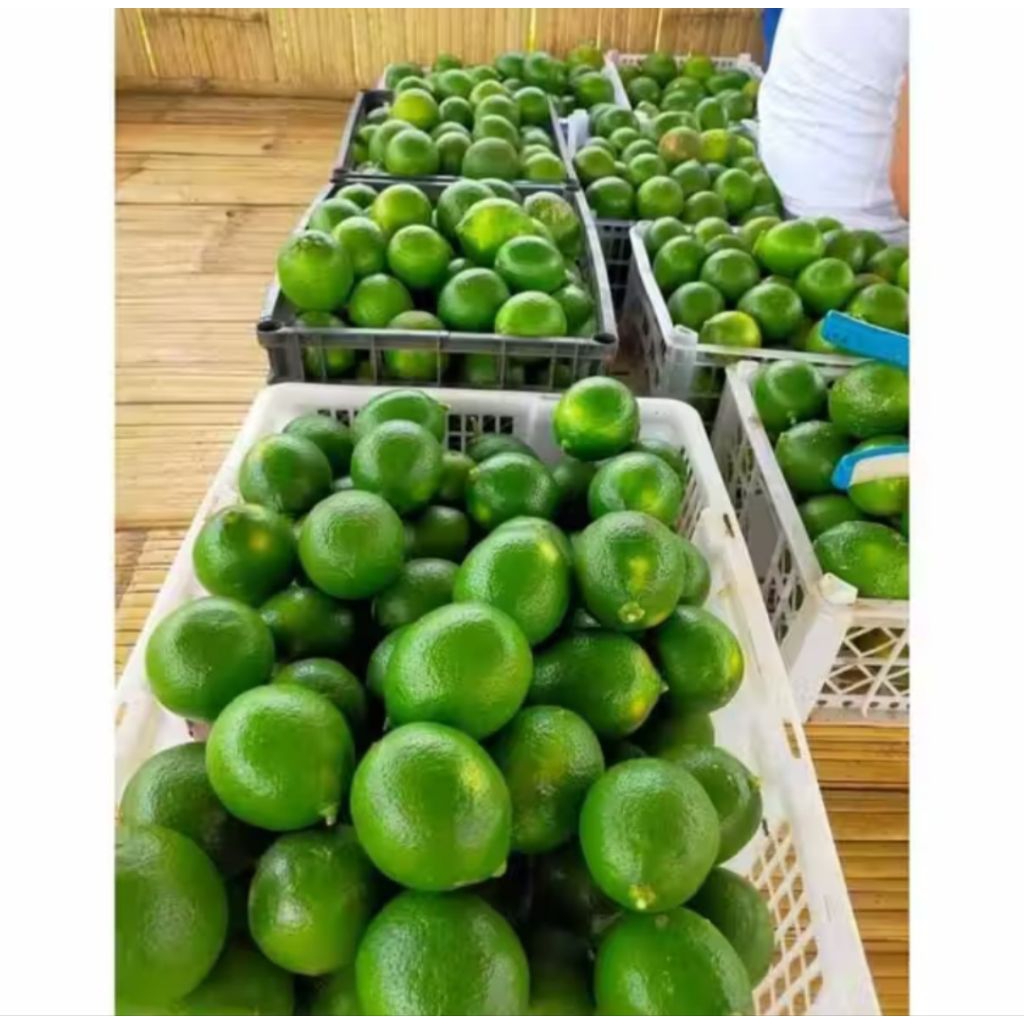 Buah lemon fresh 1kg lemon california matang pohon