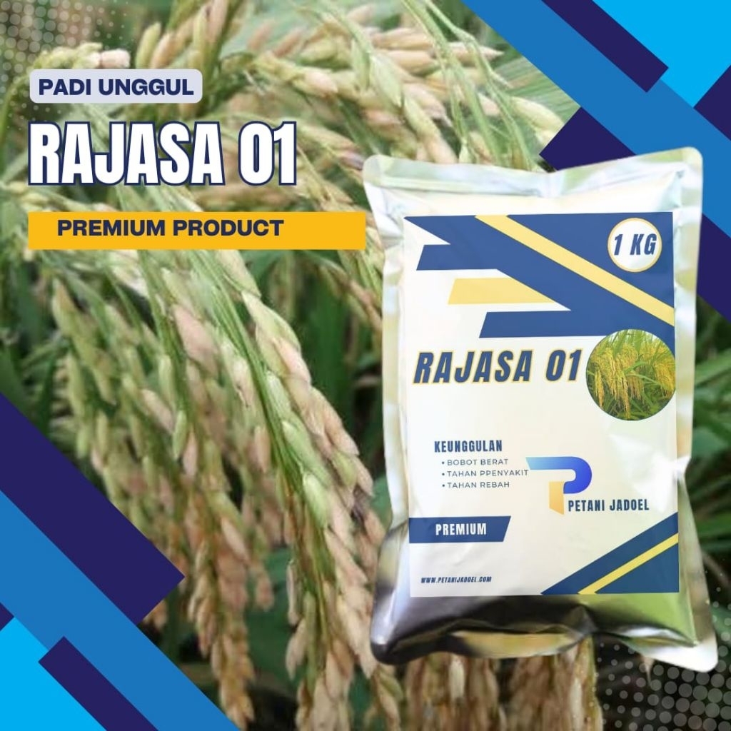 Bibit Padi Rajasa 01 -1Kg Original Varietas Padi Berbobot Tahan Hama Hasil Optimal