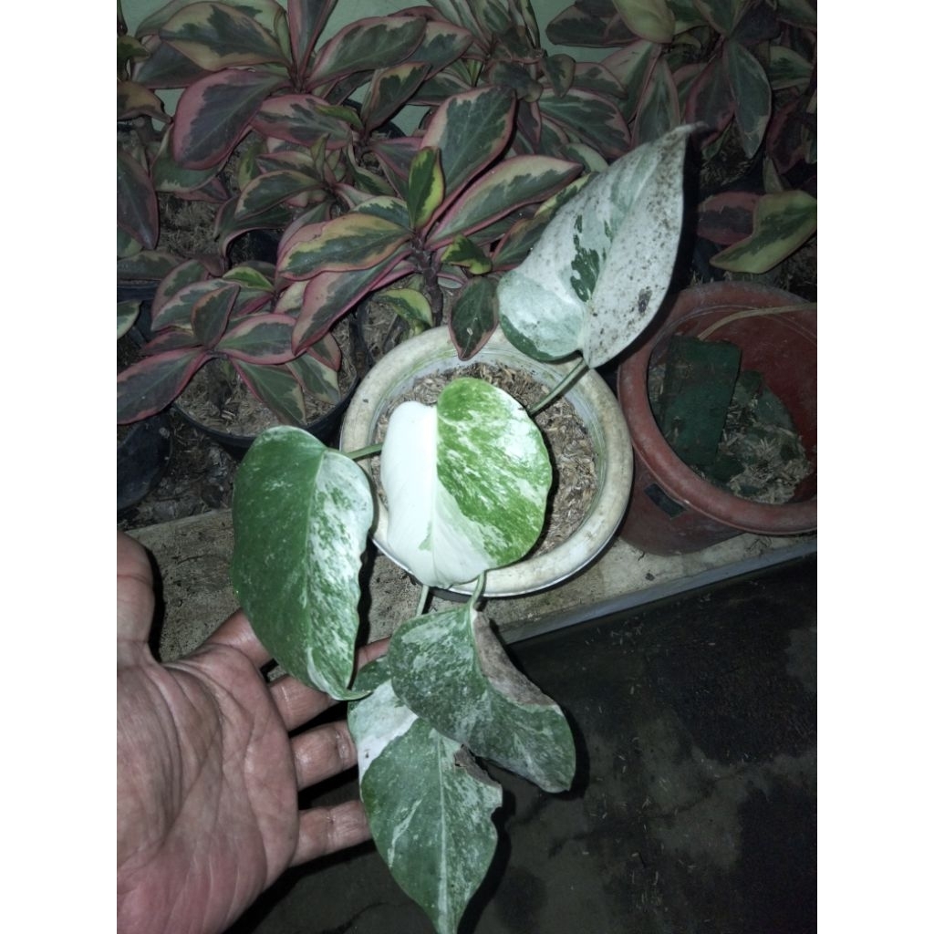 Monstera Varigata 5 Daun Cantik