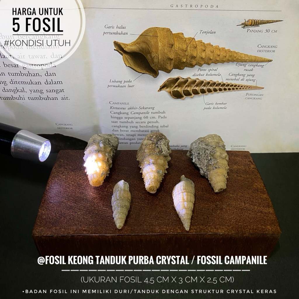 Fosil Keong Tanduk Purba Crystal A33 atau Fossil Campanile Crystal atau Fosil Keong Ulir Purba atau 