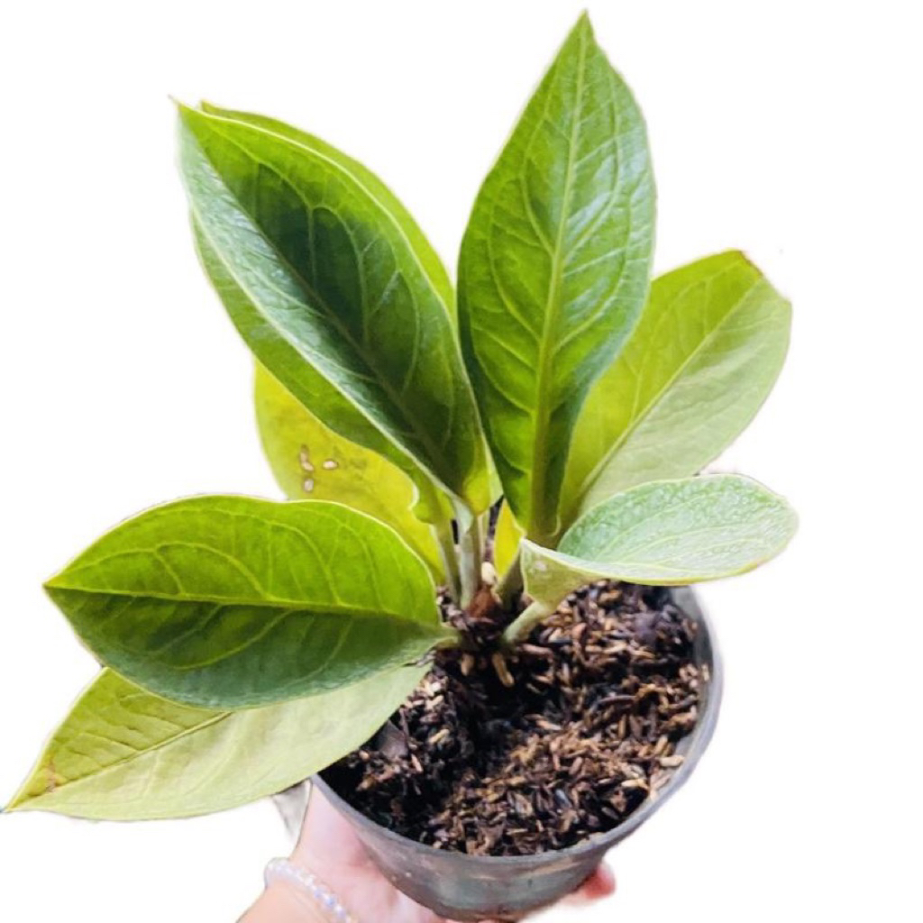 anthurium jemani-tanaman jumbo hias plis pot free npk penyubur 2gr