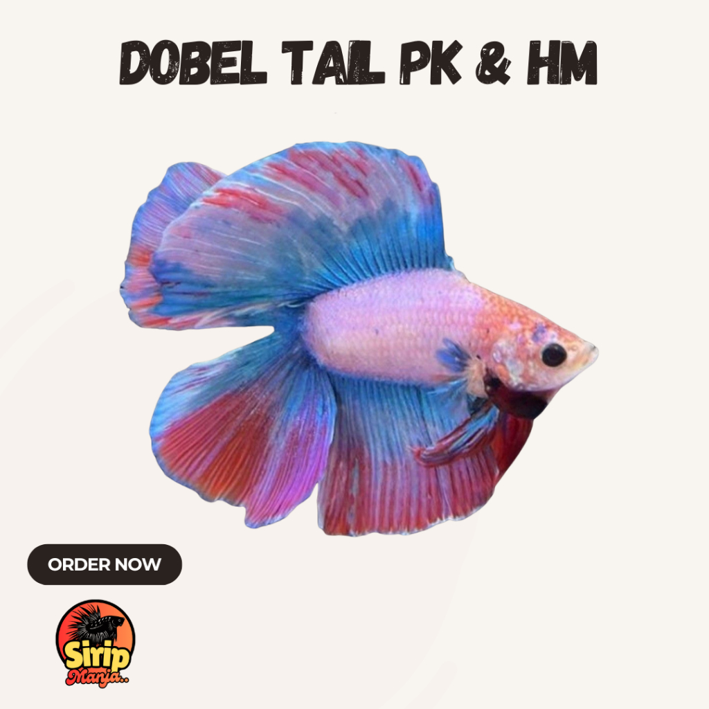 Cupang Double Tail Galaxy Red Blue – Sisik Berkilau & Fins Lebar