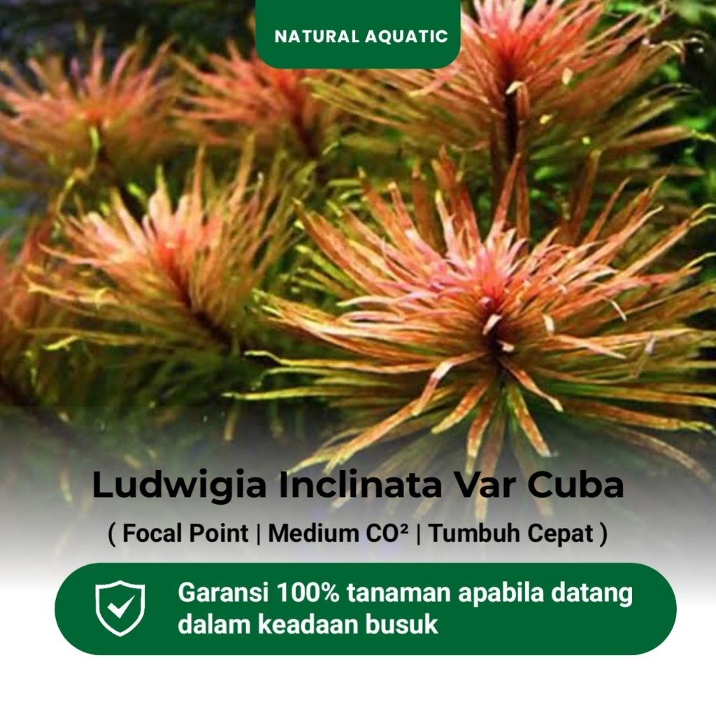 Ludwigia Inclinata Var Cuba - Tanaman Aquascape/Tanaman Akuarium