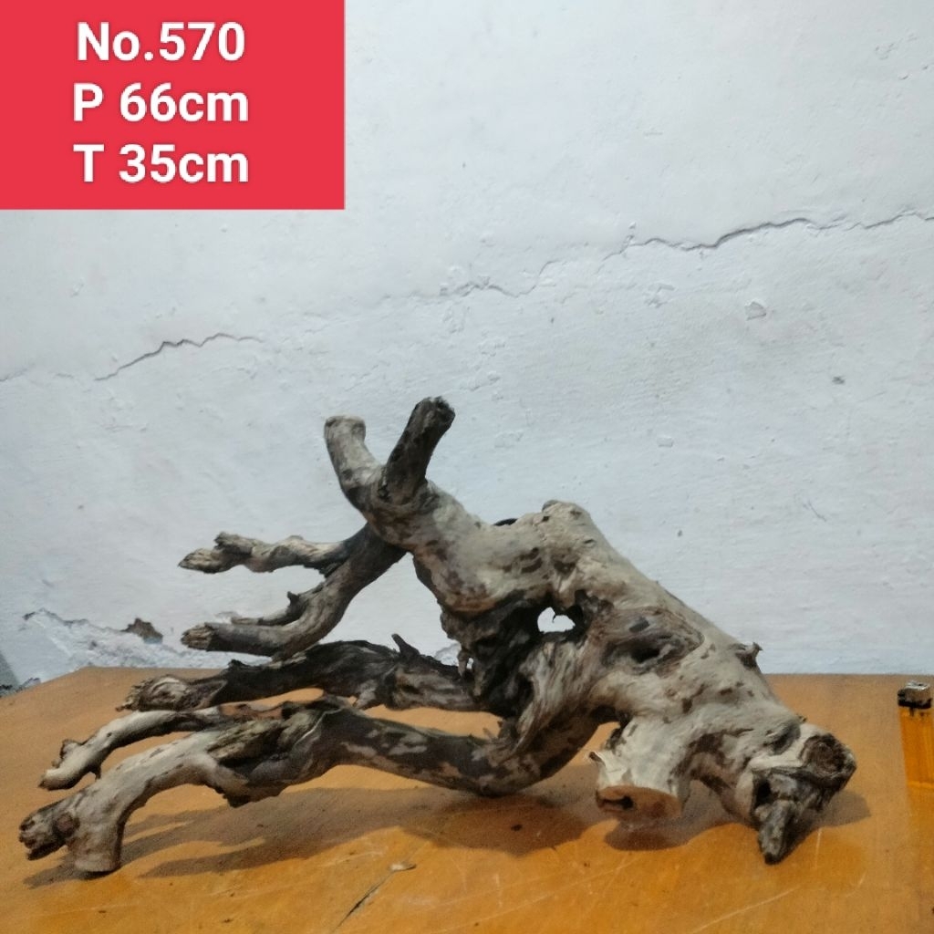 bonggolan akar santigi laut kayu dekorasi aquascape aquarium 570