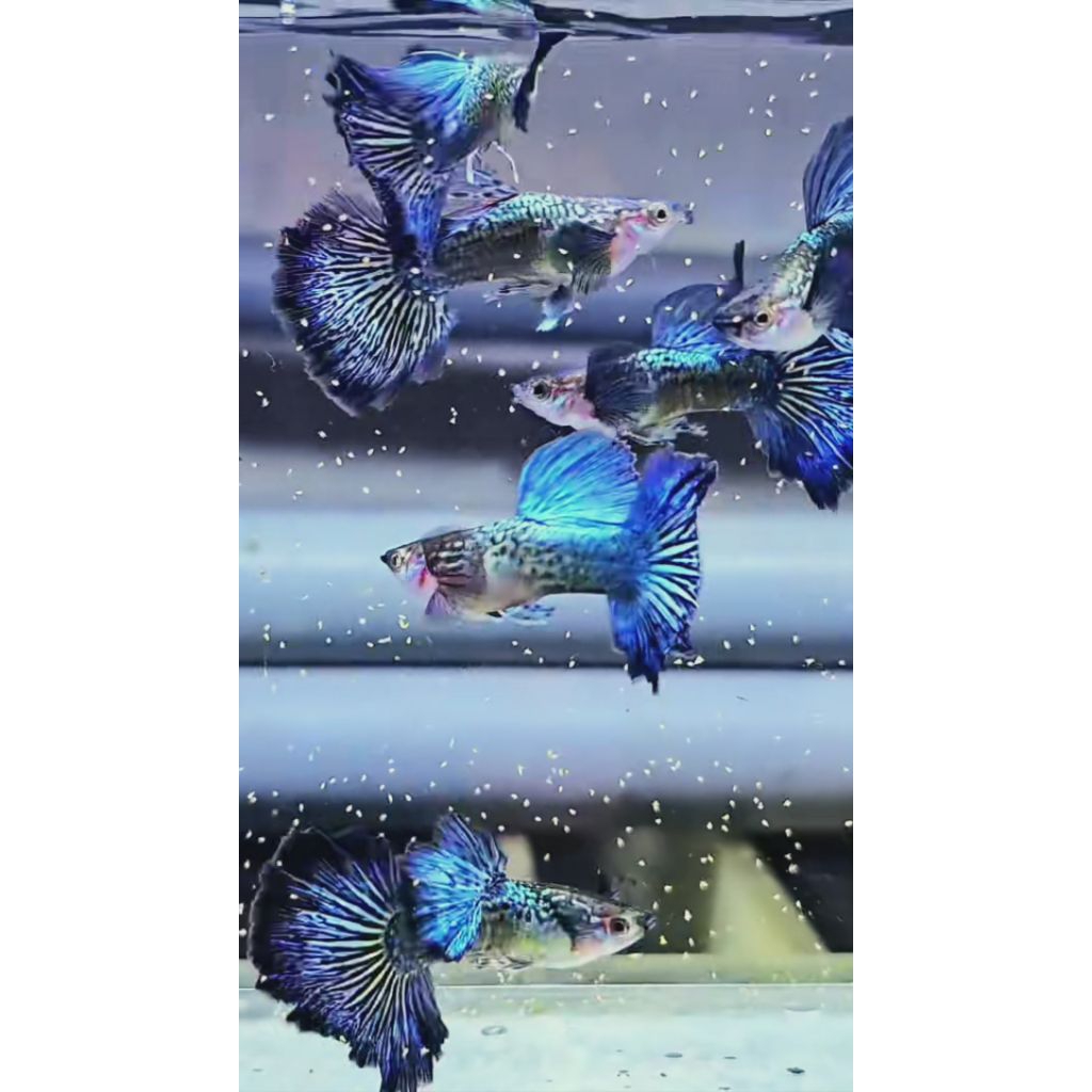 guppy dragon dumbo ear