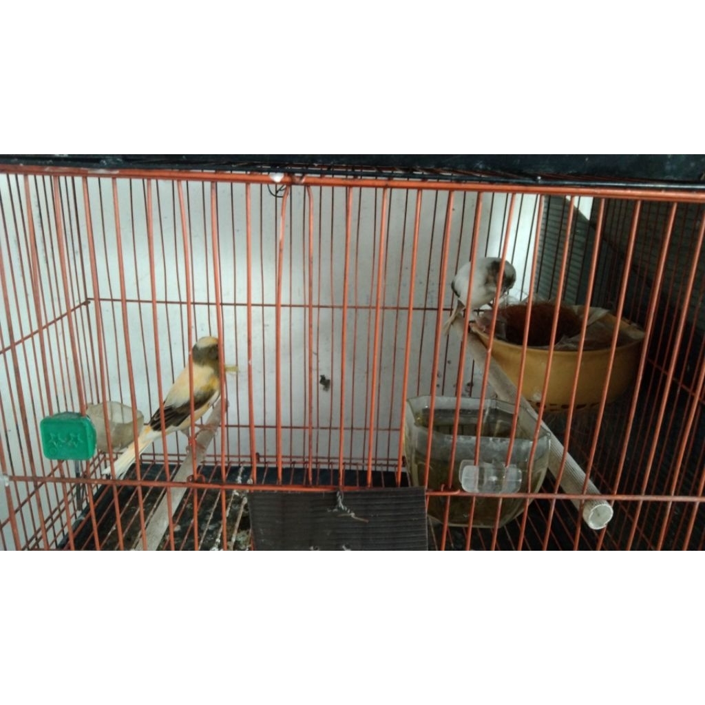 kenari F1 Spanish timbrado sepasang