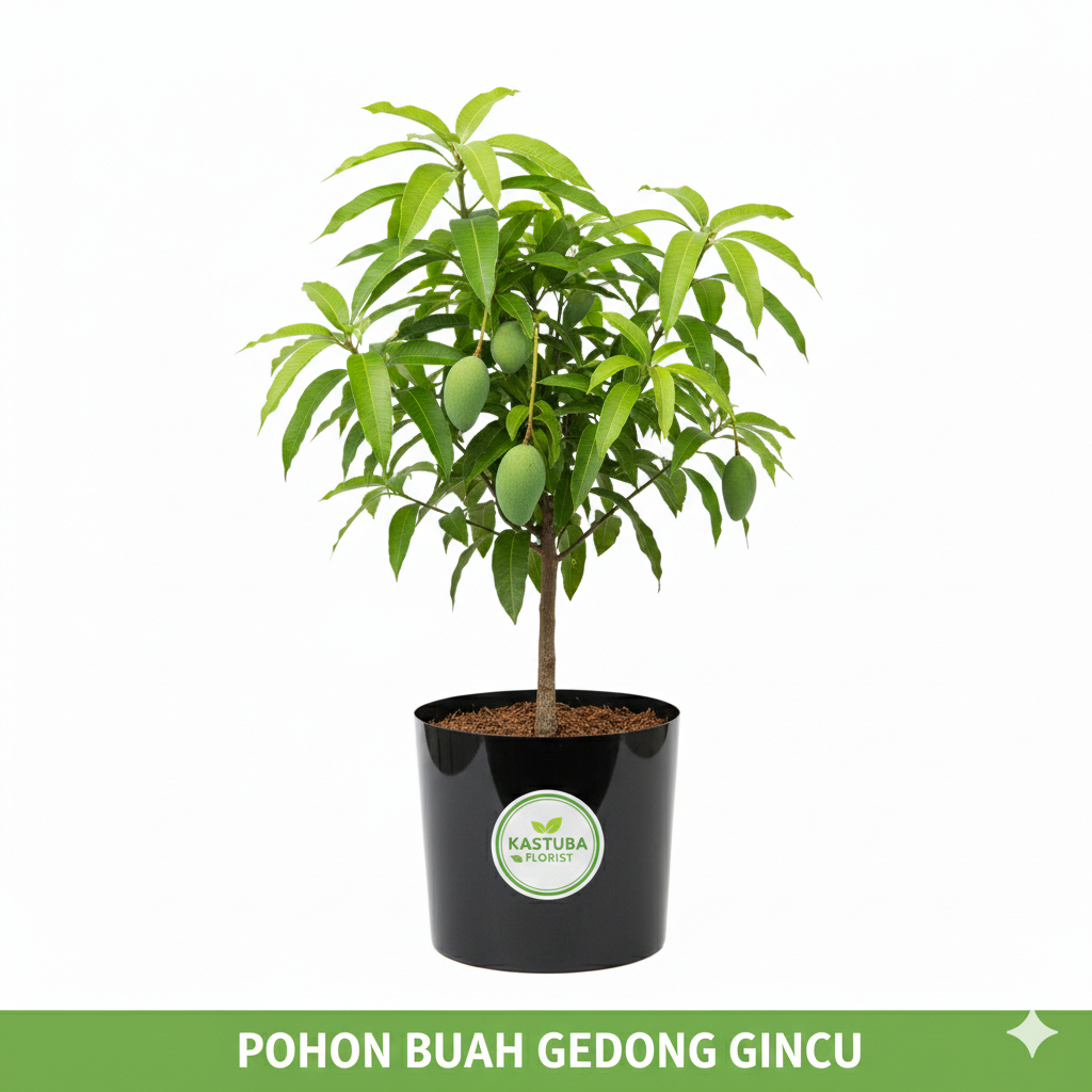 Tanaman Buah Mangga Gedong Gincu Sudah Berakar 500gr Size 35cm Florist Kastuba