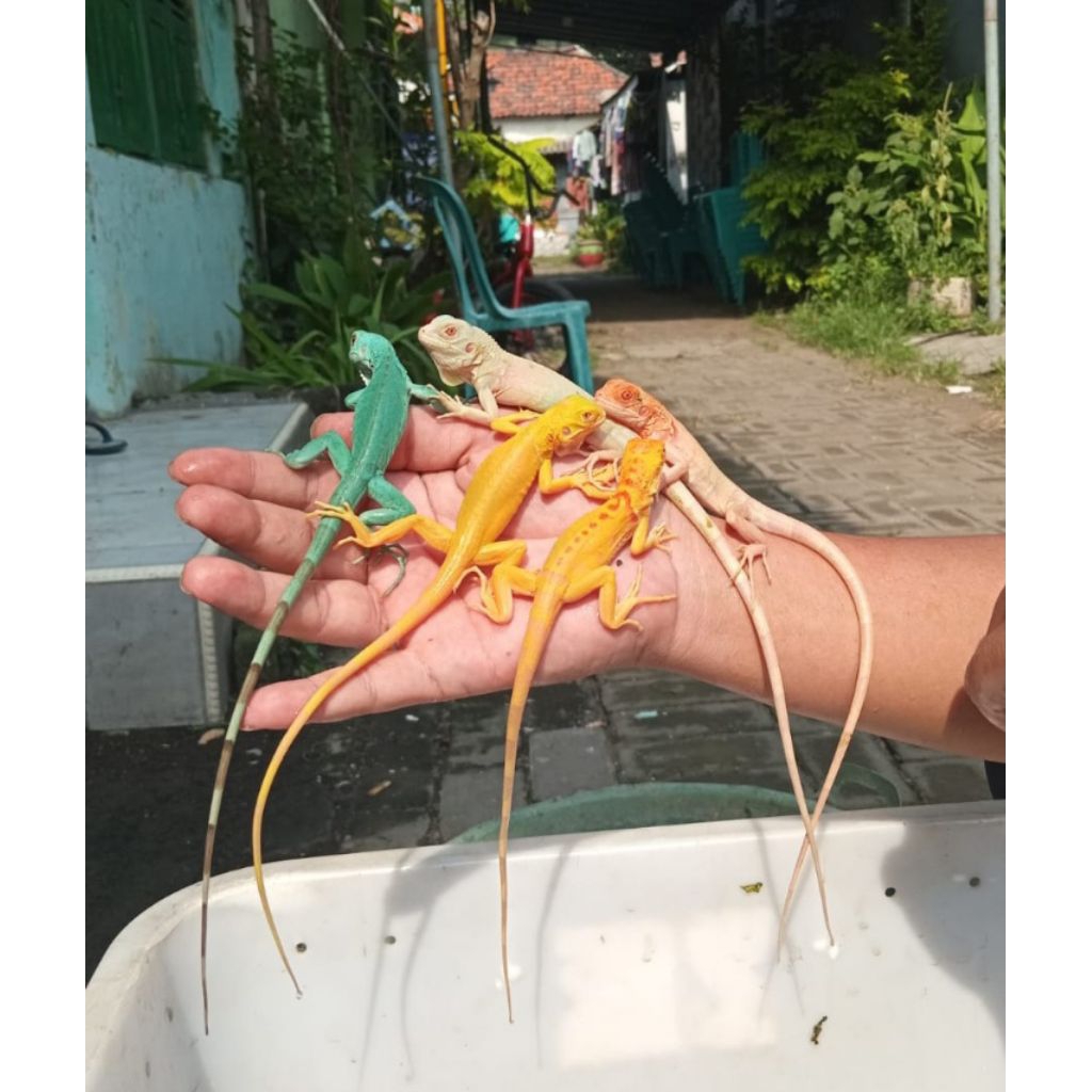 pelet iguana blue het snow