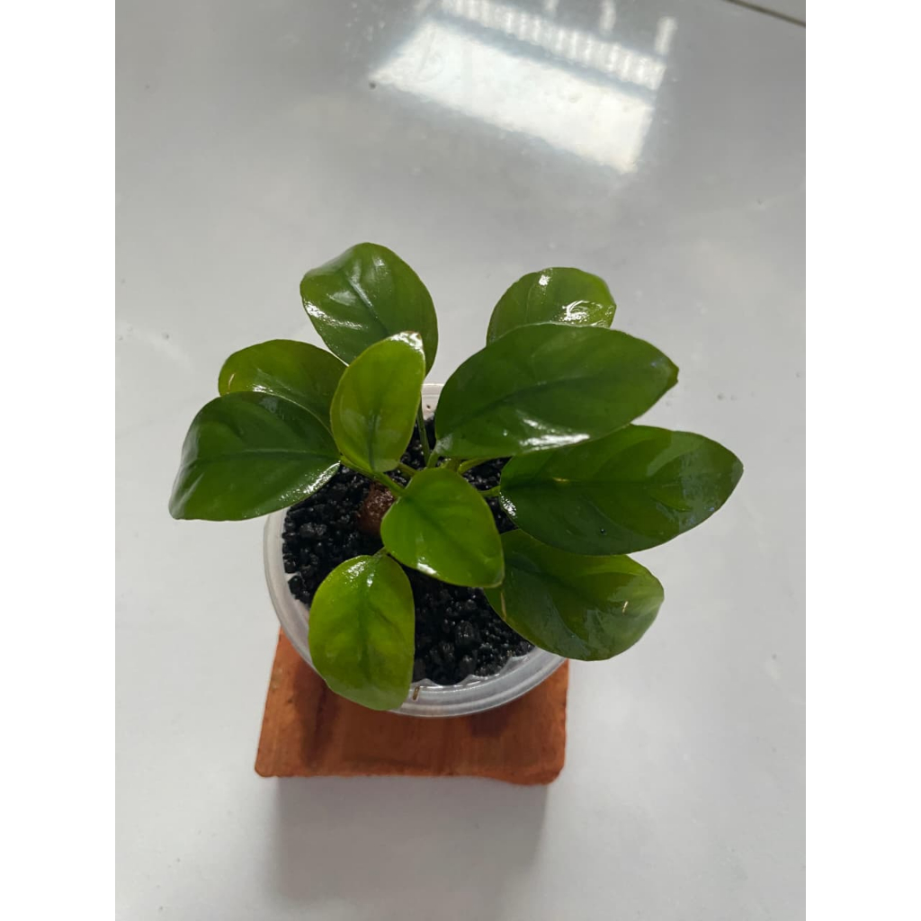 Anubias Nana