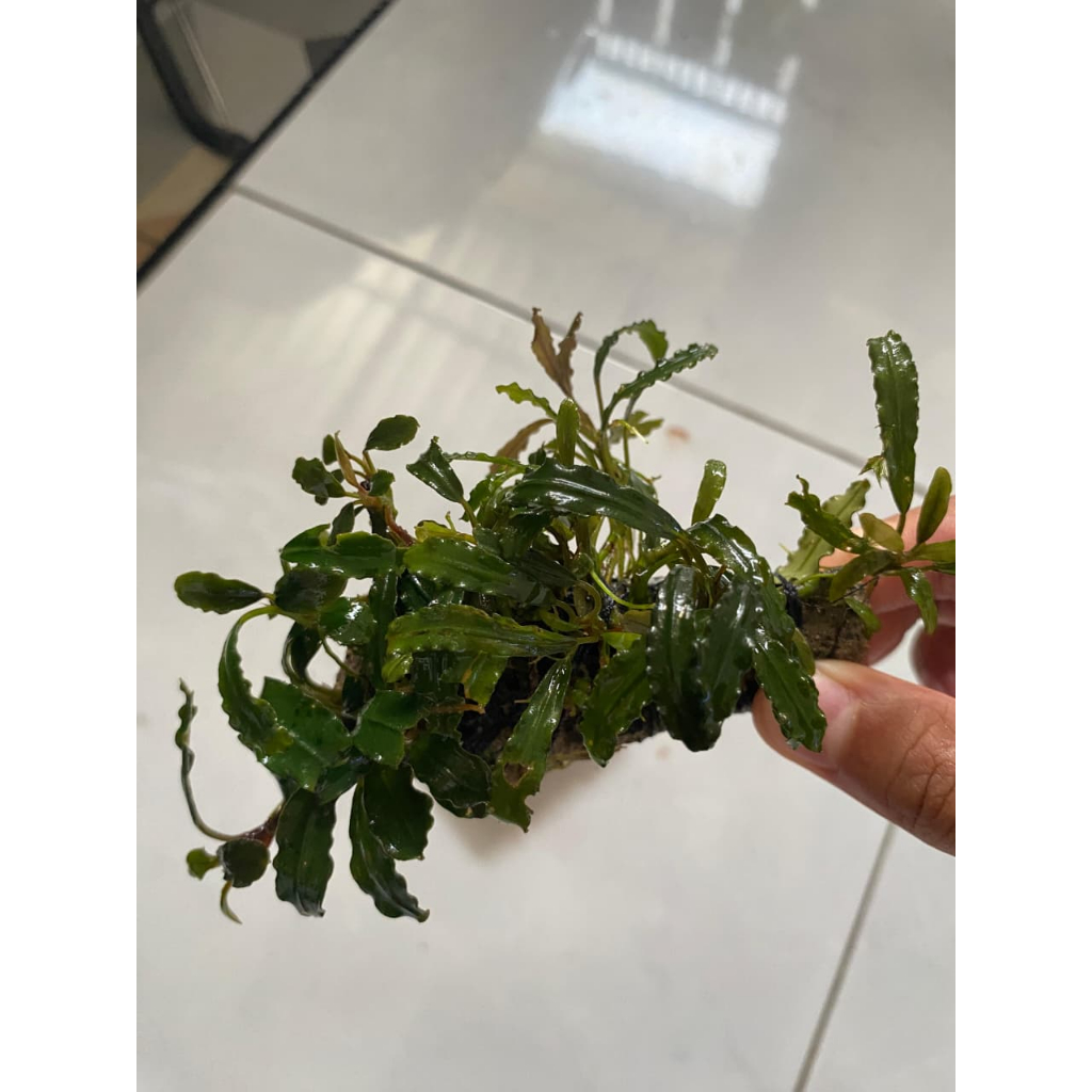 BUCEPHALANDRA