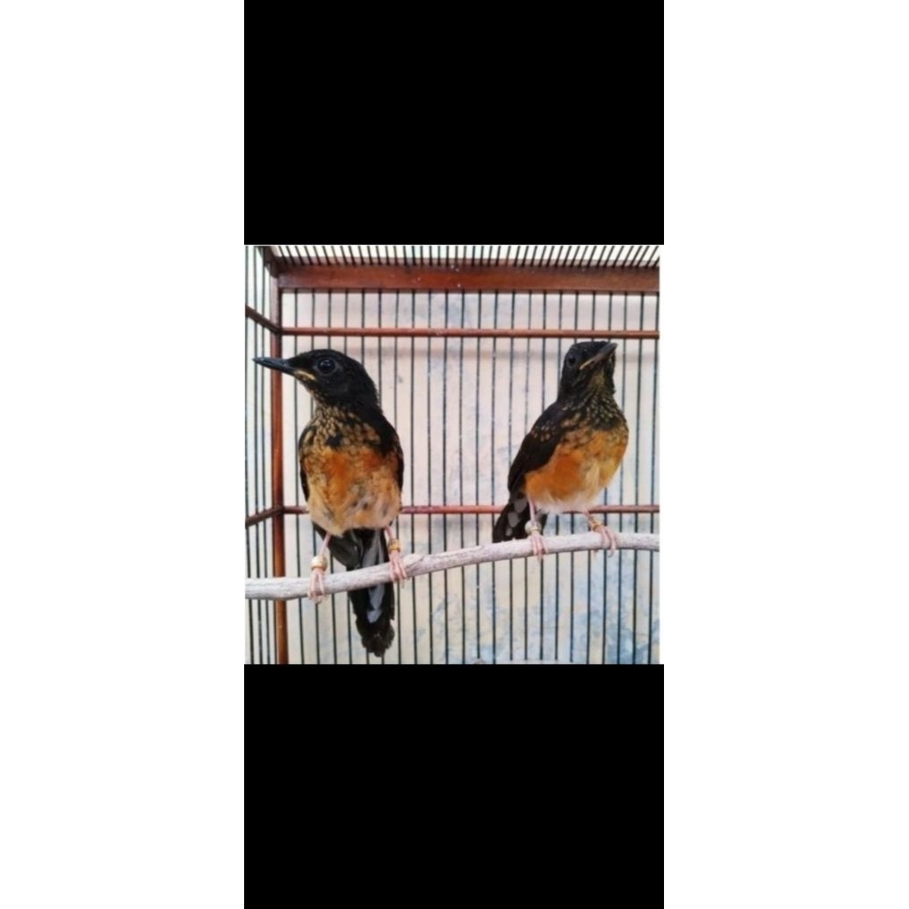 Murai Batu Medan Trotol Jantan Non Gembung